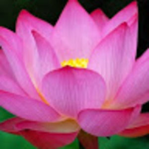 Meet your Posher, Lesly